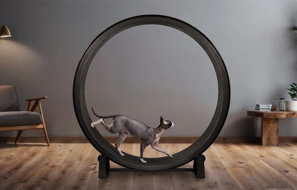 One Fast Cat Exercise Wheel