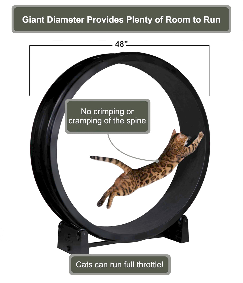 One Fast Cat Exercise Wheel