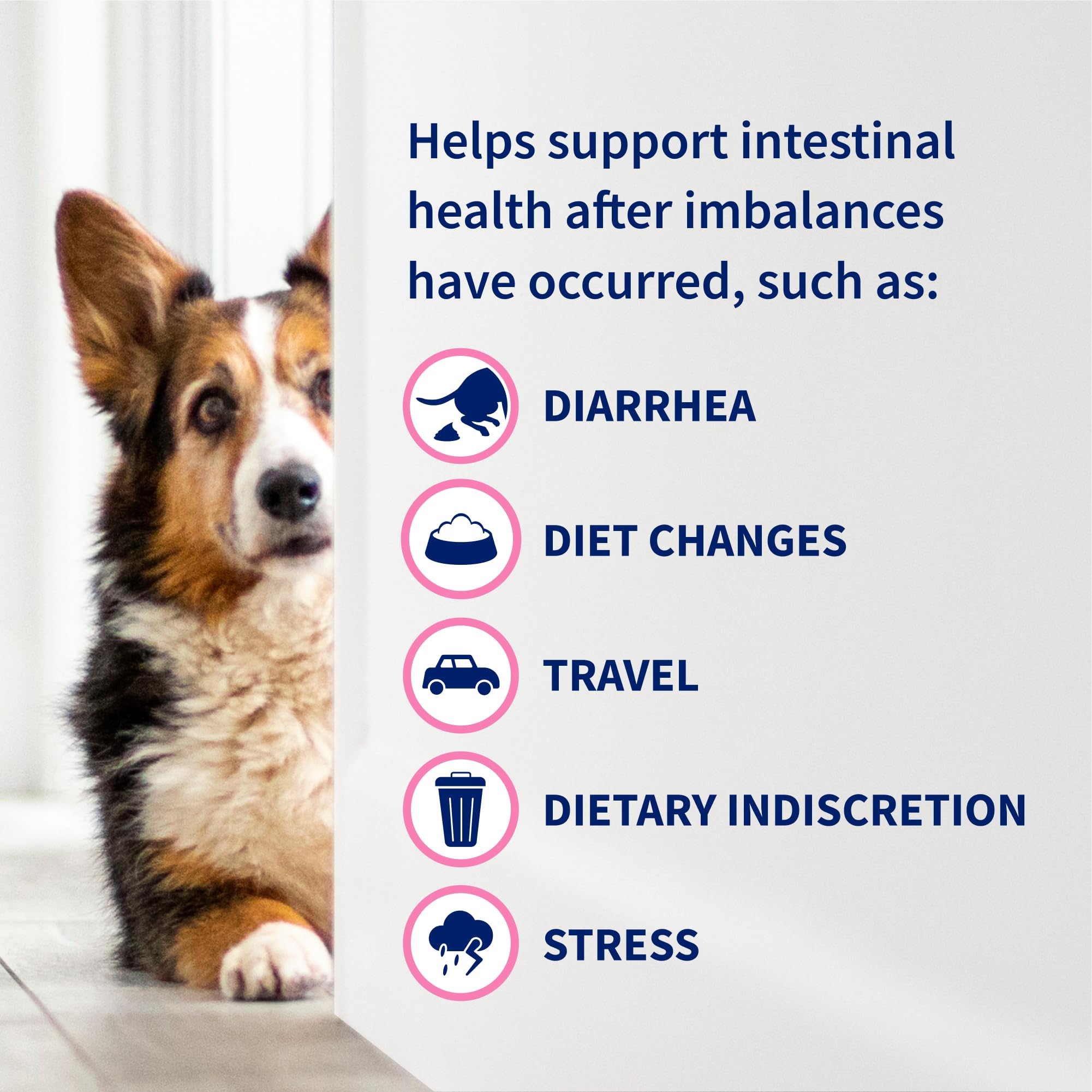 Probiotic Supplement for Dogs & Cats
