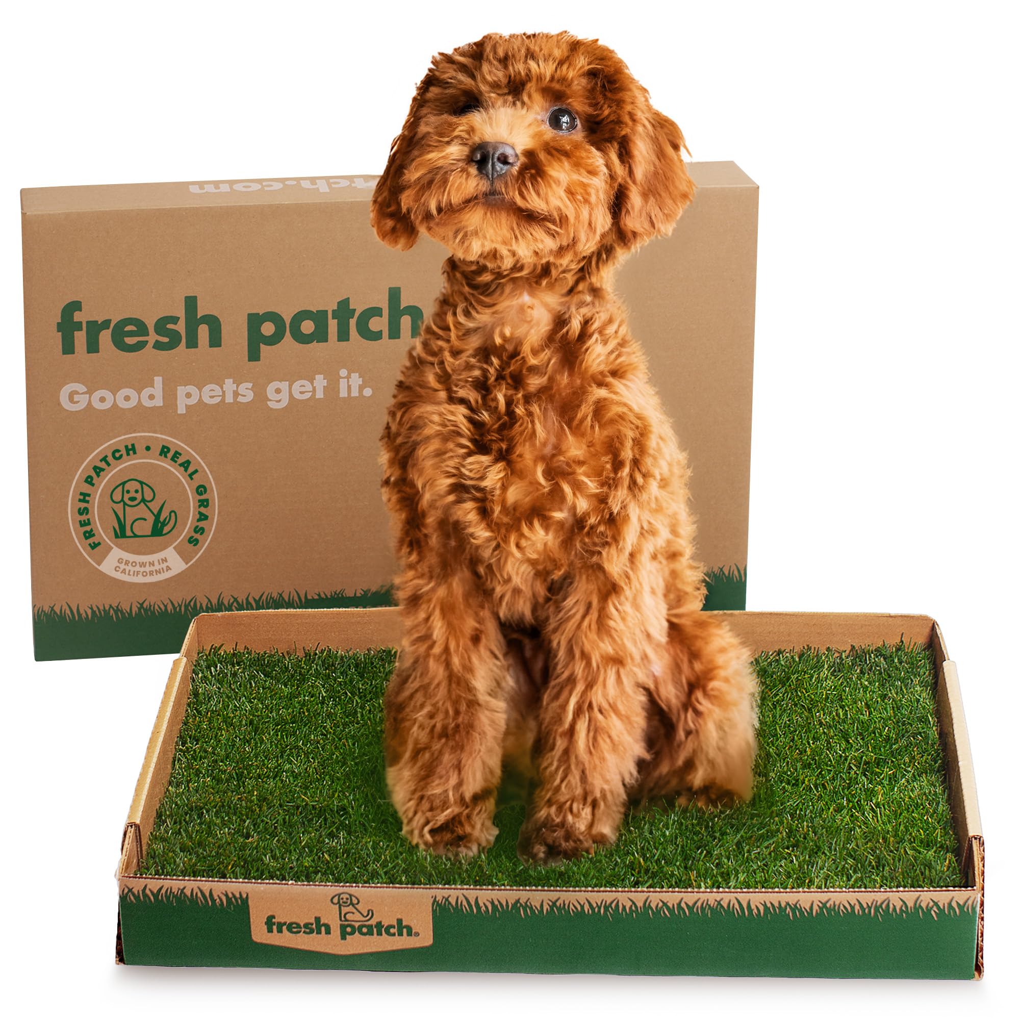 Fresh Patch Disposable Dog Potty with Real Grass