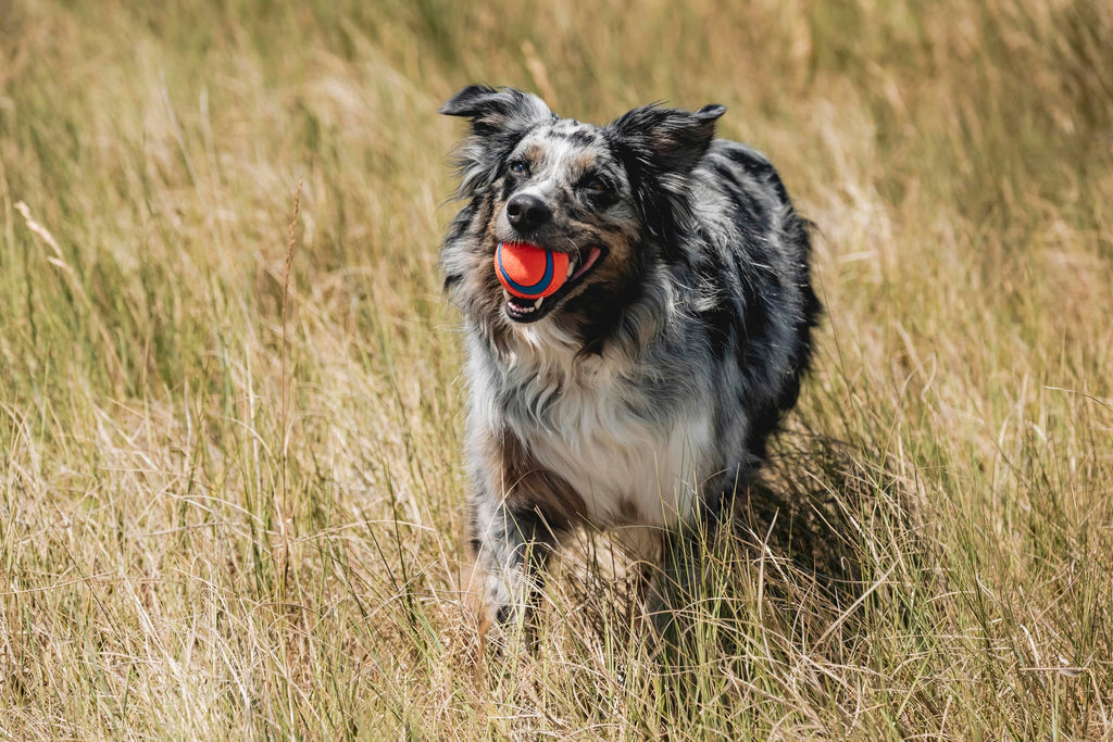 Indoor Fetch Ball & Launcher Set